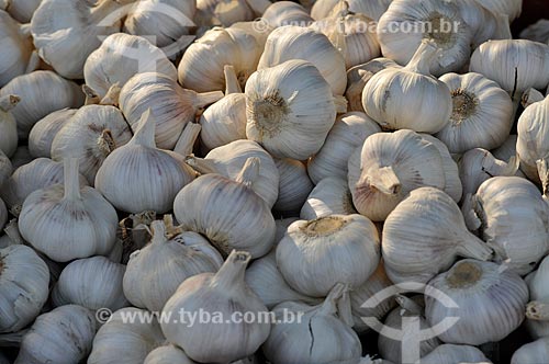  Subject: Heads of garlic (Allium sativum) / Place: Ponta Pora city - Mato Grosso do Sul state (MS) - Brazil / Date: 11/2012 