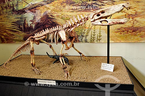  Original fossil of a Baurusuchus salgadoensis - paleocrocodilo of the Cretaceous period, approximately extinct for ninety millions of years - in the Museum of Paleontology of Monte Alto   - Monte Alto city - Sao Paulo state (SP) - Brazil