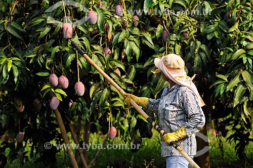  Subject: Harvest of mango / Place: Candido Rodrigues city - Sao Paulo state (SP) - Brazil / Date: 01/2013 