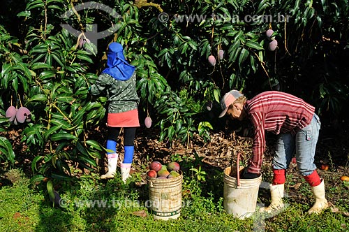  Subject: Harvest of mango / Place: Candido Rodrigues city - Sao Paulo state (SP) - Brazil / Date: 01/2013 