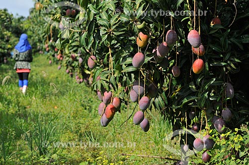  Subject: Mangos still at Mango tree (Mangifera indica L) / Place: Candido Rodrigues city - Sao Paulo state (SP) - Brazil / Date: 01/2013 