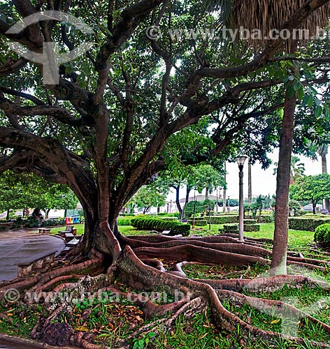  Subject: Fig tree in the square in front of the Matriz Church of Bom Jesus da Cana Verde / Place: Batatais city - Sao Paulo state (SP) - Brazil / Date: 12/2012 