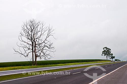  Subject: Dry tree on the banks of Highway Candido Portinari (SP-334) in the stretch between France and Batatais cities / Place: Batatais city - Sao Paulo state (SP) - Brazil / Date: 12/2012 