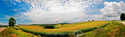  Subject: Corn plantation on the banks of Vital Brazil Highway / Place: Near to Baependi city - Minas Gerais state (MG) - Brazil / Date: 01/2013 