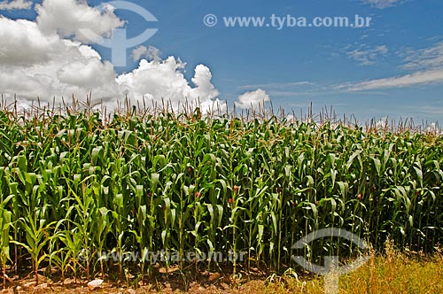  Subject: Corn plantation on the banks of Vital Brazil Highway / Place: Near to Baependi city - Minas Gerais state (MG) - Brazil / Date: 01/2013 