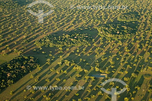  Subject: Aerial view of the vegetation in the region of the Barranco Alto Farm in South Pantanal / Place: Aquidauana city - Mato Grosso do Sul state (MS) - Brazil / Date: 05/2010 