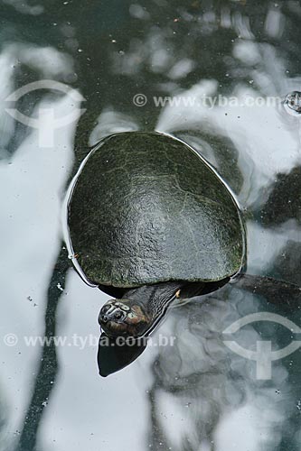  Subject: Giant South American river turtle (Podocnemis expansa) at Rio de Janeiro Zoo / Place: Rio de Janeiro city - Rio de Janeiro state (RJ) - Brazil / Date: 01/2013 