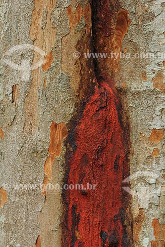  Subject: Detail of trunk Brazilwood (Caesalpinia echinata Lam.) at Botanical Garden of Rio de Janeiro / Place: Jardim Botanico neighborhood - Rio de Janeiro city - Rio de Janeiro state (RJ) - Brazil / Date: 01/2013 