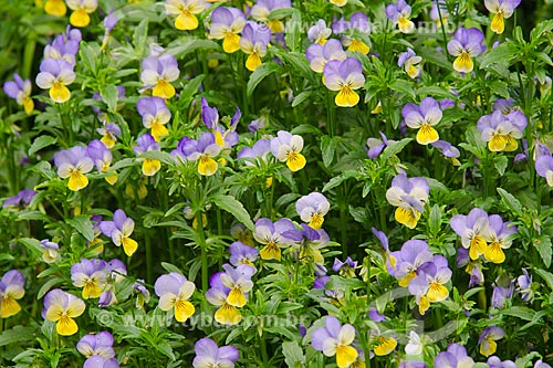  Subject: Viola tricolor (viola arvensis) at Claude Monet Garden / Place: Giverny city - France - Europe / Date: 06/2012 