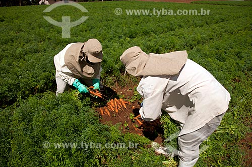 Subject: Rural workers harvesting carrots at Research Station and Genetic Improvement / Place: Carandai city - Minas Gerais state (MG) - Brazil / Date: 03/2012 