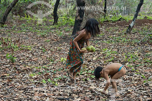  Subject: Children of Aiha Kalapalo Village collecting Pequi (Caryocar brasiliense) - INCREASE OF 100% OF THE VALUE OF TABLE / Place: Querencia city - Mato Grosso state (MT) - Brazil / Date: 10/2012 