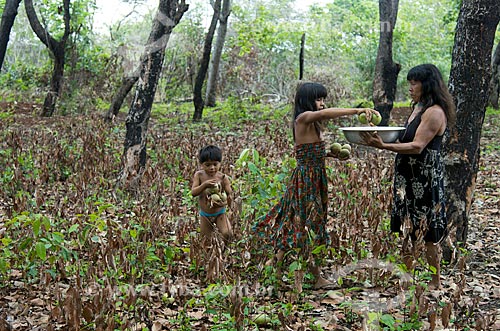  Subject: Woman and children of Aiha Kalapalo Village collecting Pequi (Caryocar brasiliense) - INCREASE OF 100% OF THE VALUE OF TABLE / Place: Querencia city - Mato Grosso state (MT) - Brazil / Date: 10/2012 