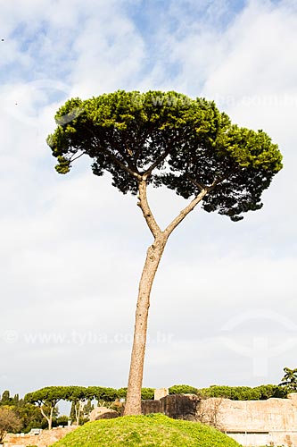  Subject: Stone pine (Pinus pinea), typical tree of Italy in Palatine Hill / Place: Rome - Italy - Europe / Date: 12/2012 