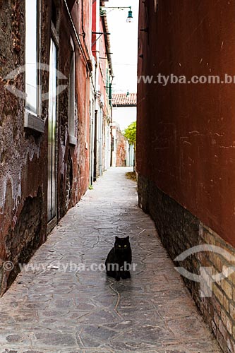  Subject: Black cat in an alley at Murano Island / Place: Murano Island - Venice Province - Italy - Europe / Date: 12/2012 