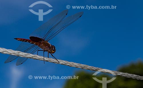  Subject: Dragonfly perched in on a string / Place: Seropedica city - Rio de Janeiro state (RJ) - Brazil / Date: 02/2013 