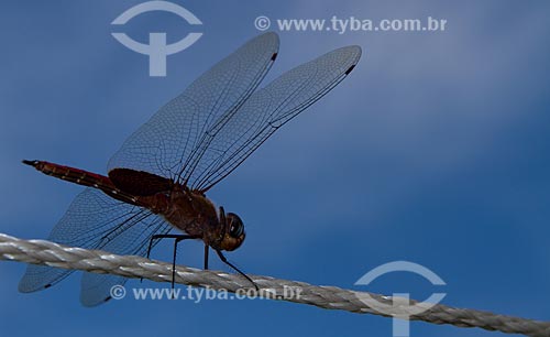  Subject: Dragonfly perched in on a string / Place: Seropedica city - Rio de Janeiro state (RJ) - Brazil / Date: 02/2013 