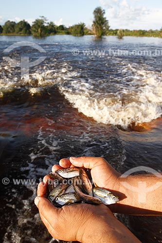  Subject: Fisherman with fingerlings of freshwater sardine / Place: Autazes city - Amazonas state (MA) - Brazil / Date: 05/2010 
