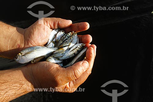  Subject: Fisherman with fingerlings of freshwater sardine / Place: Autazes city - Amazonas state (MA) - Brazil / Date: 05/2010 