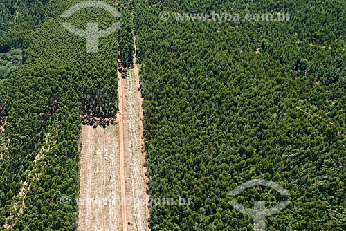  Subject: Eucalyptus at Melhoramentos Papers farm / Place: Caieiras city - Sao Paulo state (SP) - Brazil / Date: 02/2013 