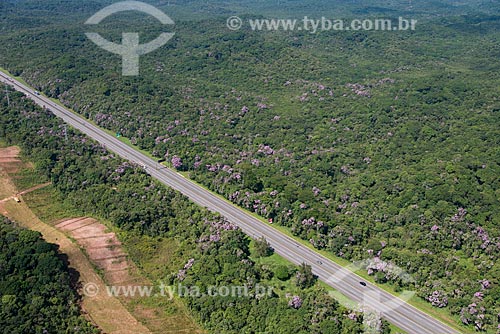  Subject: Manaca (Tibouchina mutabilis) on the banks of Anchieta Highway (SP-150) / Place: Sao Bernardo do Campo city - Sao Paulo state (SP) - Brazil / Date: 02/2013 