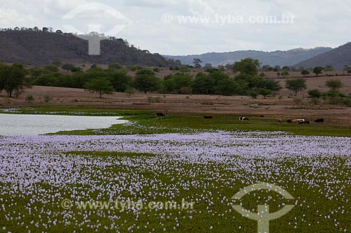  Subject: Aquatic plant known as water hyacinth in dam of the Chaves Farm on KM 96 of the highway BR-230 / Place: Gurinhem city - Paraiba state (PB) - Brazil / Date: 02/2013 