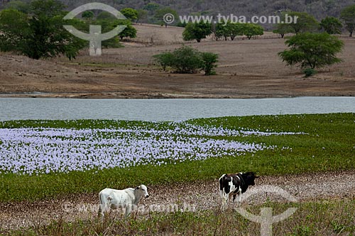 Subject: Aquatic plant known as water hyacinth in dam of the Chaves Farm on KM 96 of the highway BR-230 / Place: Gurinhem city - Paraiba state (PB) - Brazil / Date: 02/2013 