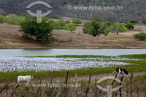  Subject: Cattle grazing on the surroundings of dam of the Chaves Farm on KM 96 of the highway BR-230 / Place: Gurinhem city - Paraiba state (PB) - Brazil / Date: 02/2013 