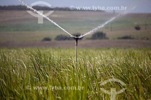  Subject: Irrigation at plantation of sugarcane the margins of Highway PE-075 / Place: Goiana city - Pernambuco state (PE) - Brazil / Date: 02/2013 