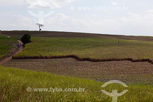  Subject: Plantation of sugarcane the margins of Highway EP-075 / Place: Goiana city - Pernambuco state (PE) - Brazil / Date: 02/2013 