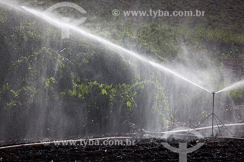  Subject: Irrigation at planting sugarcane at Uruae Mill / Place: Goiana city - Pernambuco state (PE) - Brazil / Date: 02/2013 