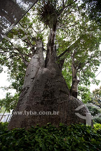  Subject: Baobab tree (Adansonia) / Place: Casa Forte neighborhood - Recife city - Pernambuco state (PE) - Brazil / Date: 02/2013 