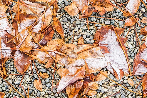  Subject: Leaves covered with snow on the ground / Place: Pontestura - Alexandria Province - Italy - Europe / Date: 12/2012 