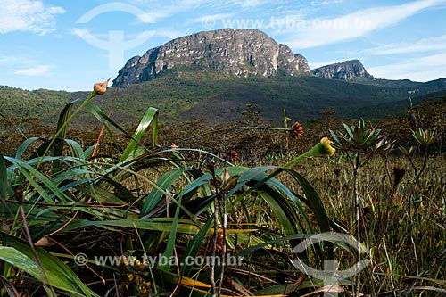  Subject: Serra do Imeri Pico da Neblina National Park / Place: Amazonas state (AM) - Brazil / Date: 10/2012 