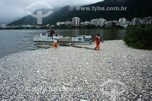  Subject: Employees of Comlurb removing dead fish of Rodrigo de Freitas Lagoon / Place: Rio de Janeiro city - Rio de Janeiro state (RJ) - Brazil / Date: 03/2013 