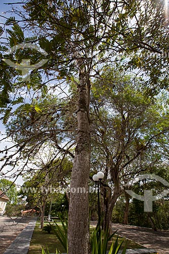  Subject: White Ipe (Tabebuia roseo-alba) / Place: Areia city - Paraiba state (PB) - Brazil / Date: 02/2013 