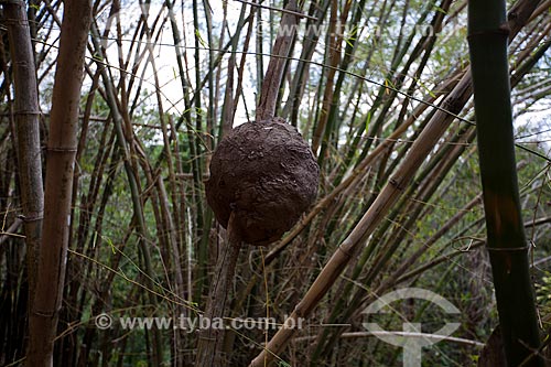  Subject: Mound of termites in bamboo trees / Place: Areia city - Paraiba state (PB) - Brazil / Date: 02/2013 