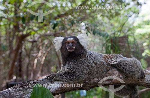  Subject: Common marmoset (Callithrix jacchus) at Ecological Sanctuary of Pipa / Place: Tibau do Sul city - Rio Grande do Norte state (RN) - Brazil / Date: 03/2013 