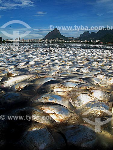  Subject: Dead fish in Rodrigo de Freitas Lagoon with Two Brothers Mountain and Rock of Gavea in the background / Place: Lagoa neighborhood - Rio de Janeiro city - Rio de Janeiro state (RJ) - Brazil / Date: 03/2013 