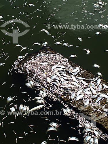 Subject: Dead fish in Rodrigo de Freitas Lagoon / Place: Lagoa neighborhood - Rio de Janeiro city - Rio de Janeiro state (RJ) - Brazil / Date: 03/2013 