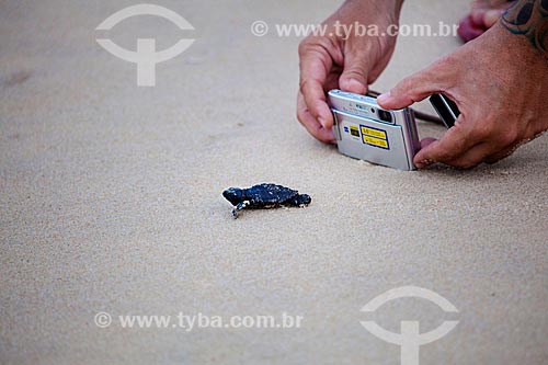  Tourist photographing pup of Hawksbill sea turtle (Eretmochelys imbricata), threatened species - Spawning controlled by TAMAR Project   - Tibau do Sul city - Rio Grande do Norte state (RN) - Brazil