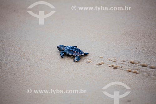  Hawksbill sea turtle (Eretmochelys imbricata) threatened species - Spawning controlled by TAMAR Project and assisted by tourists on the  Madeiro beach   - Tibau do Sul city - Rio Grande do Norte state (RN) - Brazil