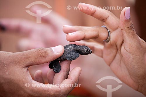  Tourists holding pup of Hawksbill sea turtle (Eretmochelys imbricata), threatened species - Spawning controlled by TAMAR Project   - Tibau do Sul city - Rio Grande do Norte state (RN) - Brazil