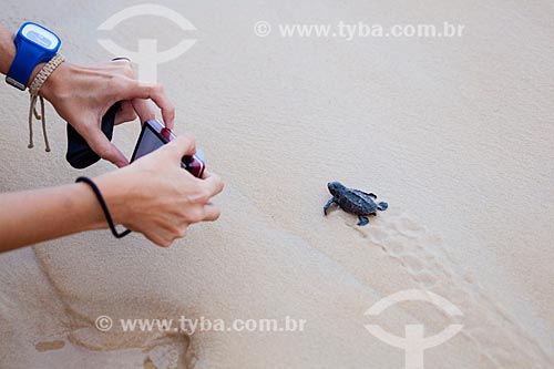  Tourists Tourists photographing pup of Hawksbill sea turtle (Eretmochelys imbricata), threatened species - Spawning controlled by TAMAR Project   - Tibau do Sul city - Rio Grande do Norte state (RN) - Brazil