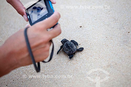  Tourist photographing pup of Hawksbill sea turtle (Eretmochelys imbricata), threatened species - Spawning controlled by TAMAR Project   - Tibau do Sul city - Rio Grande do Norte state (RN) - Brazil