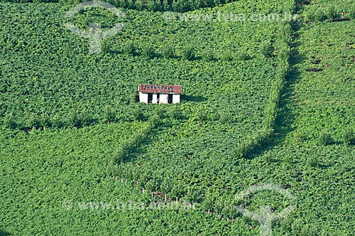  Subject: House amid the planting of grapes for wine production / Place: Bento Goncalves city - Rio Grande do Sul state (RS) - Brazil / Date: 12/2012 