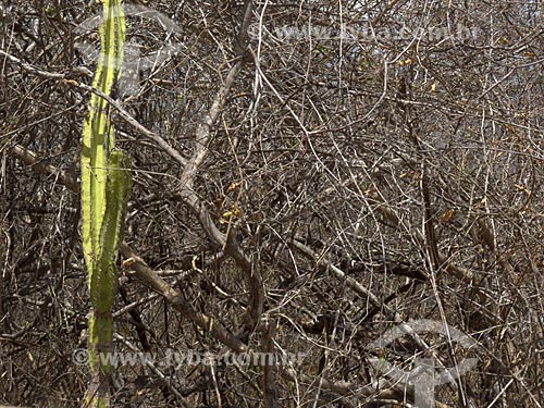  Subject: Mandacaru (Cereus jamacaru) in the midst of dry vegetation / Place: Daniel de Queiroz district - Quixada city - Ceara state (CE) - Brazil / Date: 04/2013 