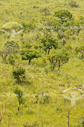  Subject: Typical vegetation of cerrado in Canastra Mountain Range / Place: Delfinopolis city - Minas Gerais state (MG) - Brazil / Date: 03/2013 