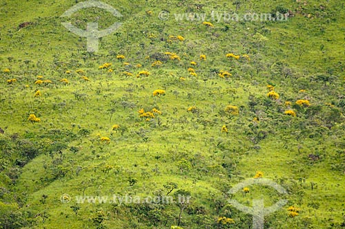  Subject: Typical vegetation of cerrado in Canastra Mountain Range / Place: Delfinopolis city - Minas Gerais state (MG) - Brazil / Date: 03/2013 