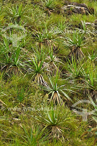  Subject: Canela-de-ema, typical vegetation of the Cerrado in Canastra Mountain Range / Place: Delfinopolis city - Minas Gerais state (MG) - Brazil / Date: 03/2013 