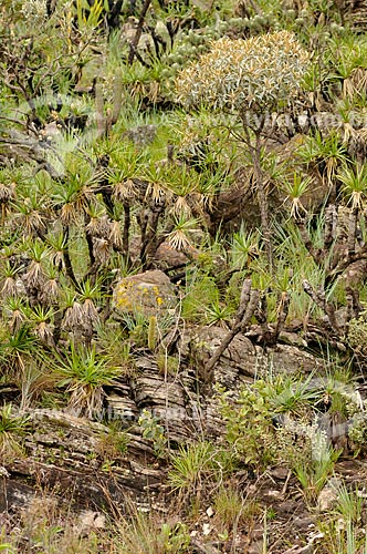  Subject: Typical vegetation of the cerrado in Canastra Mountain Range / Place: Delfinopolis city - Minas Gerais state (MG) - Brazil / Date: 03/2013 